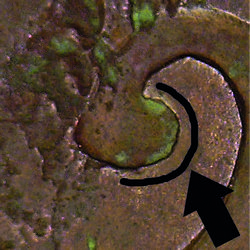 counterfeit Amecameca Image 14